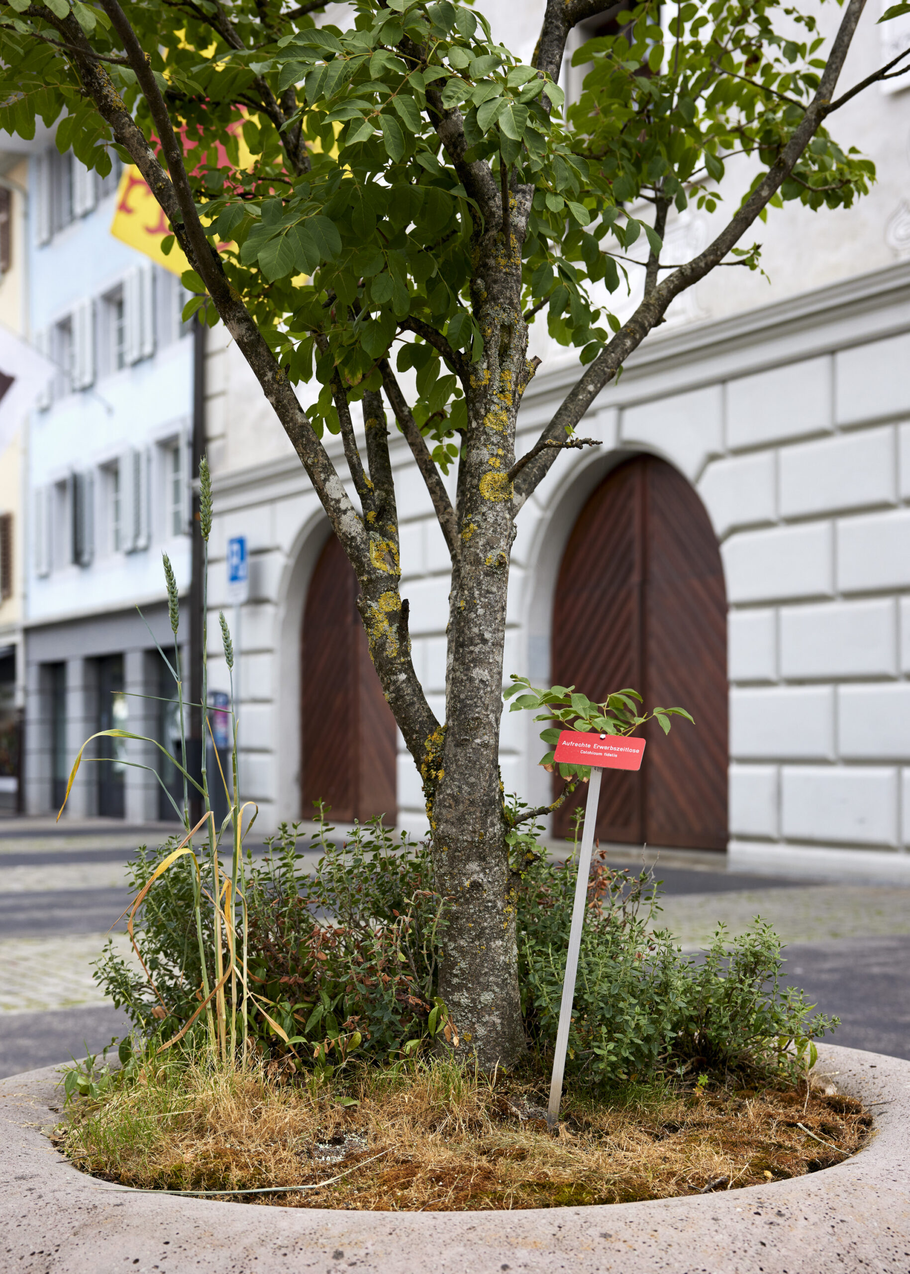 René_Gisler_3